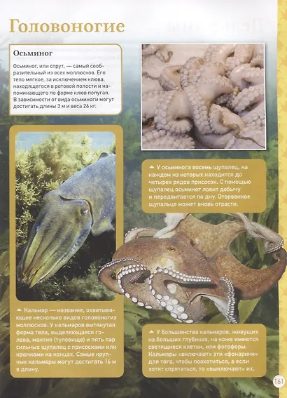 Лучшая детская энциклопедия - фото 6