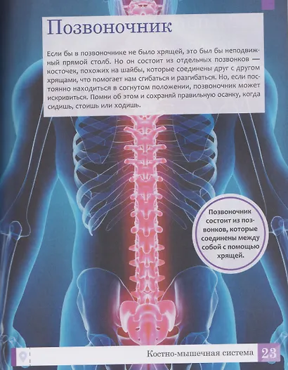 Тело человека: энциклопедия - фото 5