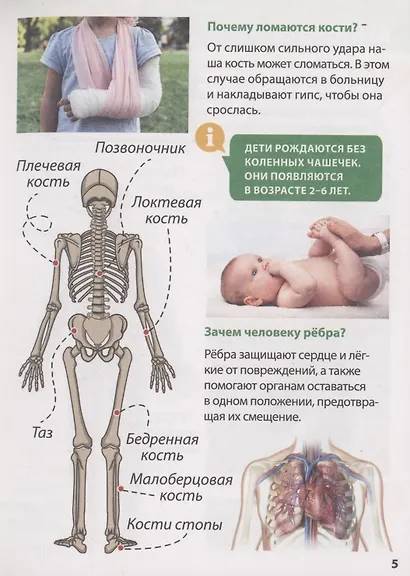 ЭНЦИКЛОПЕДИЯ ДЛЯ МАЛЕНЬКИХ ПОЧЕМУЧЕК. Тело человека - фото 5