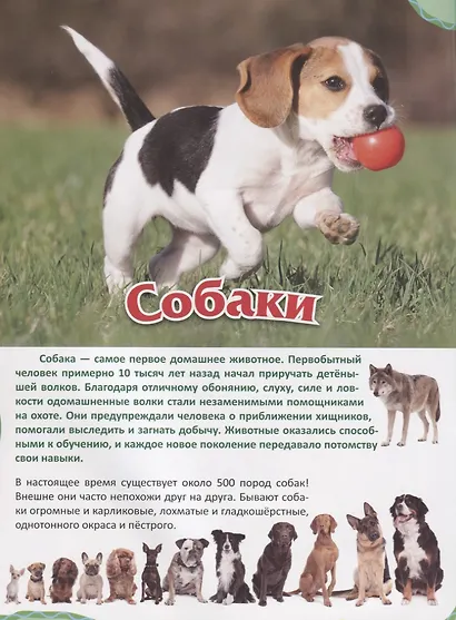 Собаки - фото 2