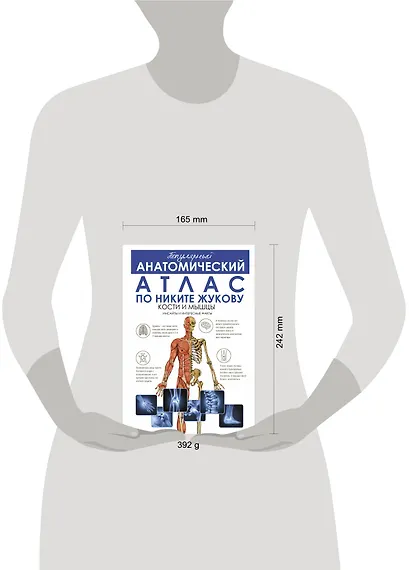 Популярный анатомический атлас по Никите Жукову. Кости и мышцы. Инсайты и интересные факты - фото 4