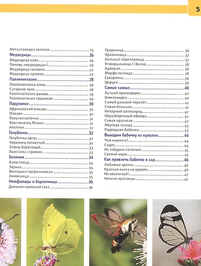 Бабочки. Энциклопедия с развивающими заданиями - фото 3