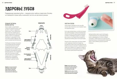 Первая помощь кошкам. Осмотр, действия в экстренных ситуациях, аптечка первой помощи, здоровье - фото 5