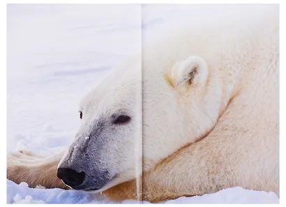 Мои медведи - фото 2