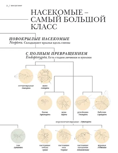Поразительные насекомые. Книга про подземных математиков, мастеров блефа, дружных кочевников, зомби, уборщиков мусора и многих-многих других - фото 7