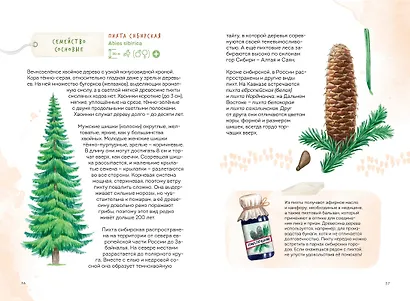 Деревья. Атлас-определитель - фото 14