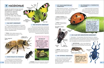 Большой подарок школьнику. Самая лучшая энциклопедия обо всем на свете - фото 3