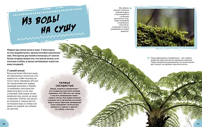 Эра динозавров. Жизнь в доисторические времена - фото 6