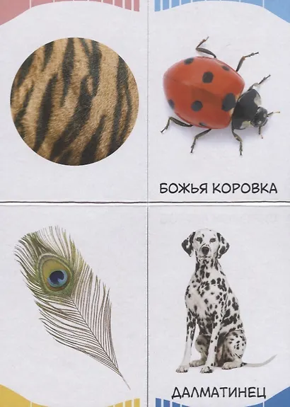 Часть и целое. Пятнышки-полоски - фото 3