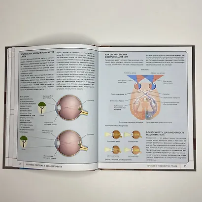 Атлас анатомии человека с дополненной реальностью - фото 6