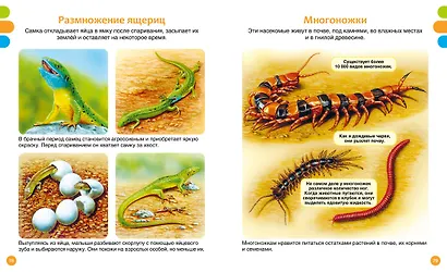 Животные-малютки - фото 11