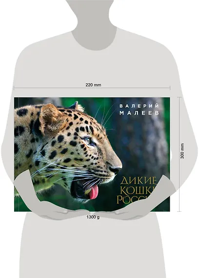 Дикие кошки России: иллюстрированный авторский фотоальбом - фото 4
