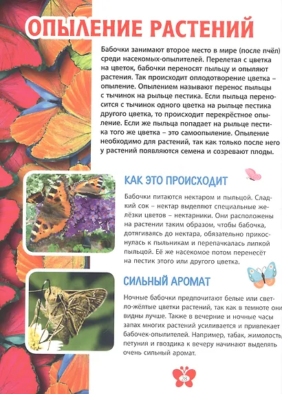 Самые красивые бабочки. Детская энциклопедия - фото 7