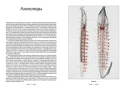 Царство животных. Членистые. Аннелиды и арахниды - фото 4