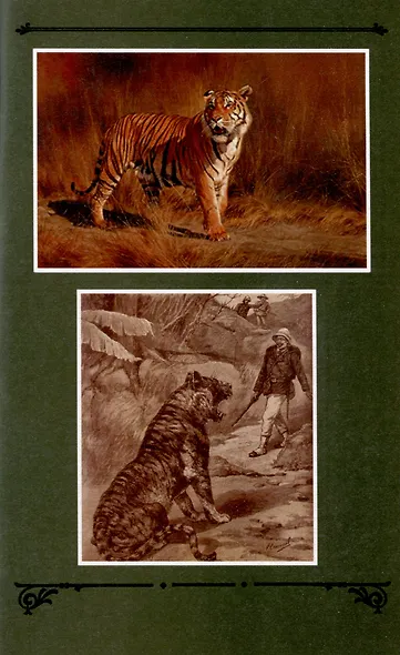 Шкура тигра - фото 6