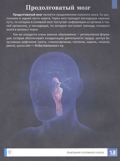 Мозг человека: самая умная энциклопедия - фото 4