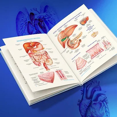 Анатомия человека. Популярный атлас. Самые подробные анатомические изображения - фото 12