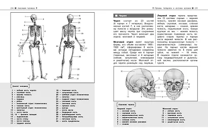 Биология. Наглядный справочник для подготовки к ОГЭ и ЕГЭ - фото 10