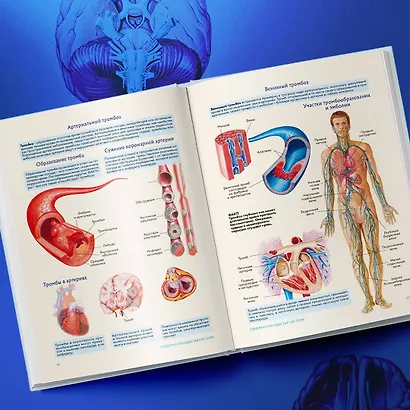 Анатомия человека. Популярный атлас. Самые подробные анатомические изображения - фото 11