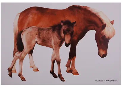 ФГОС Мир в картинках. Домашние животные - фото 2