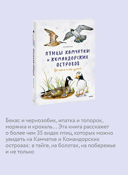 Птицы Камчатки и Командорских островов. Где найти и как узнать - фото 6