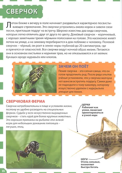 Насекомые - фото 5