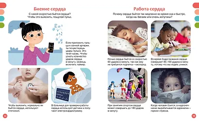 Как устроено тело человека - фото 11