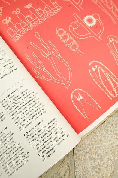 Грибариум - фото 8