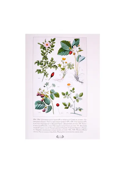 Ботанический атлас. Карл фон Гофман - фото 4