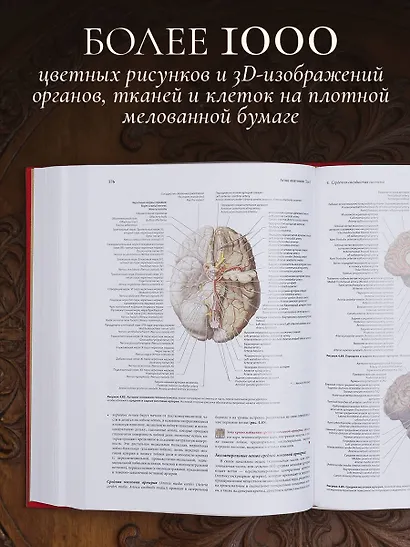 Анатомия человека. Эксклюзивное издание с 50-летней историей. Том 1 - фото 9
