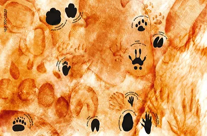 Самые удивительные животные в натуральную величину - фото 15