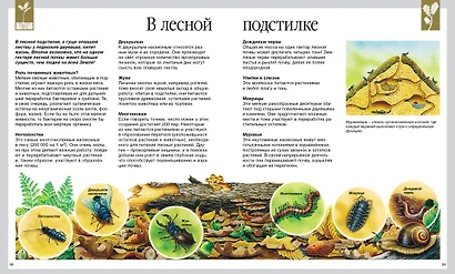 Мир леса - фото 6