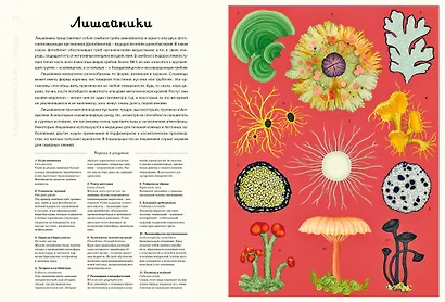 Грибы - фото 5