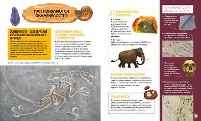Первобытное искусство. Сокровища древних пещер - фото 12