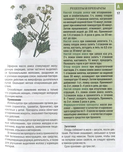 Самые необходимые лекарственные растения. Характеристики, применение, рецепты, препараты - фото 6