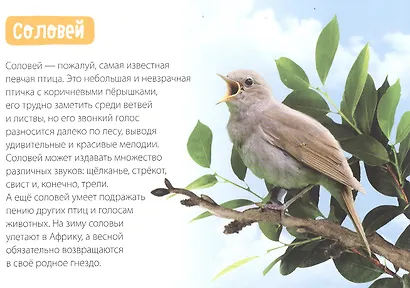 Обучающая книга «Птицы» - фото 4