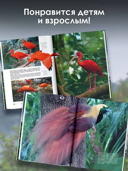 Большая книга о птицах. 1001 фотография - фото 6