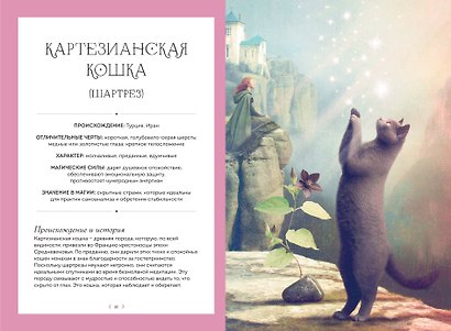 Кошки. Удивительные породы и их секреты - фото 8