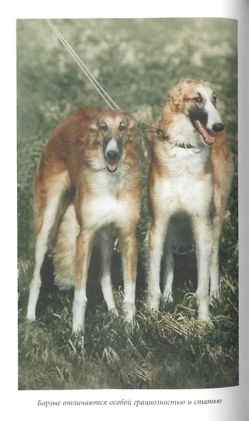 Русская псовая борзая. С древнейших времен до наших дней - фото 14