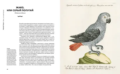 Восхитительные птицы - фото 7