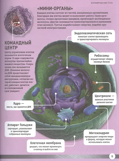 Как устроено твое тело. Энциклопедия - фото 5