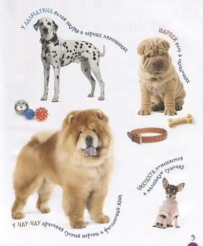 Домашние питомцы - фото 6
