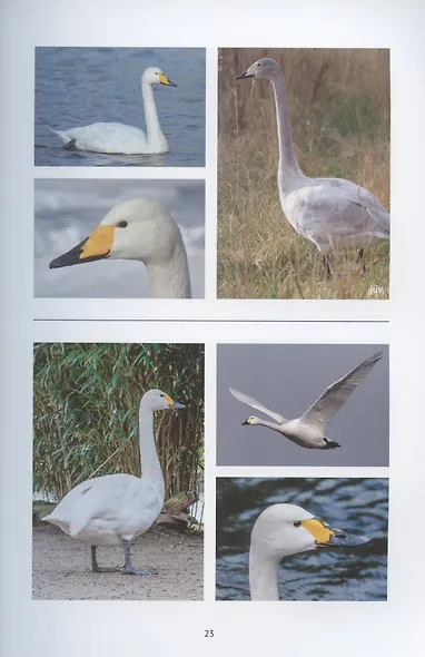 Птицы Европейской части России: фотоопределитель - фото 6