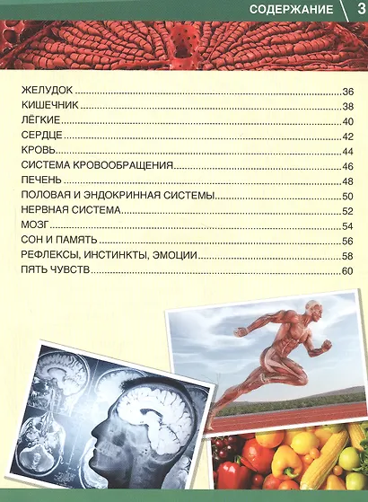 Тело человека. 365 фактов - фото 3