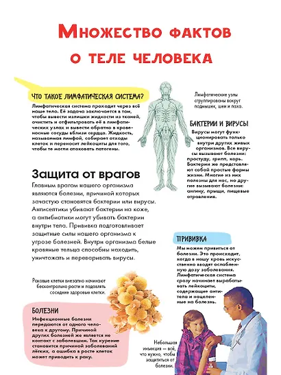 Тело человека - фото 4