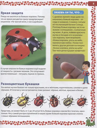 Большая книга о насекомых. Иллюстрированная энциклопедия - фото 4