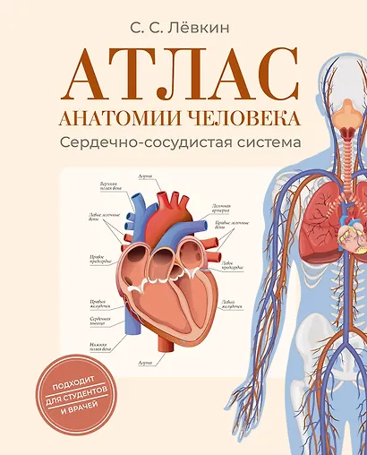 Атлас анатомии человека. Сердечно-сосудистая система - фото 1