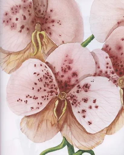 Ни дня без акварели. Цветы: Пошаговое руководство по рисованию соцветий, листьев и стеблей - фото 3