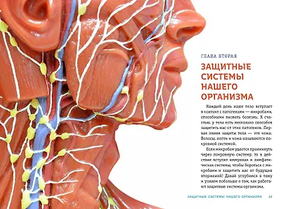 ТЕЛО ЧЕЛОВЕКА. Как устроен наш организм - фото 5