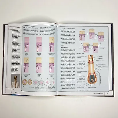 Атлас анатомии человека с дополненной реальностью - фото 5